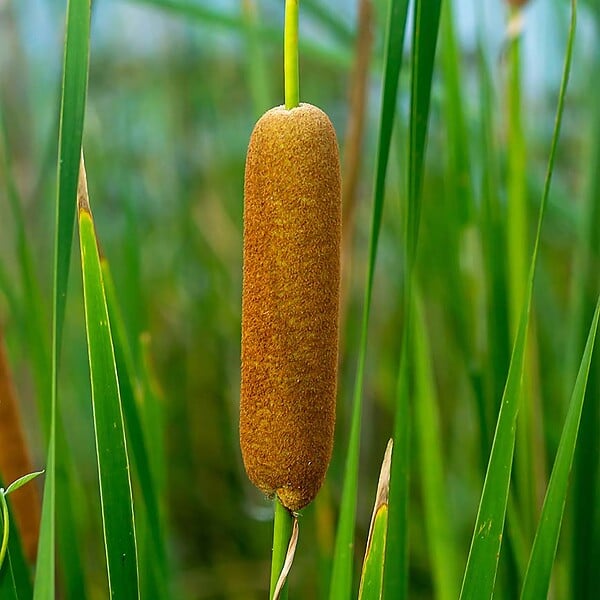 BLOOMIQUE - Typha Latifolia - Grand Massette - Cigare des marais - Plantes de bassin - H. 15-25 cm - P. 9 cm - large