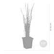 BLOOMIQUE - Typha Latifolia - Grand Massette - Cigare des marais - Plantes de bassin - H. 15-25 cm - P. 9 cm - vignette