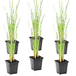 BLOOMIQUE - Lot de 6 - Typha Latifolia - Grand Massette - Cigare des marais - H. 15-25 cm - P. 9 cm - vignette