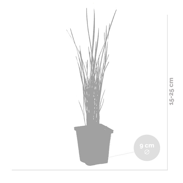 BLOOMIQUE - Lot de 6 - Typha Latifolia - Grand Massette - Cigare des marais - H. 15-25 cm - P. 9 cm - large