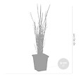 BLOOMIQUE - Lot de 6 - Typha Latifolia - Grand Massette - Cigare des marais - H. 15-25 cm - P. 9 cm - vignette