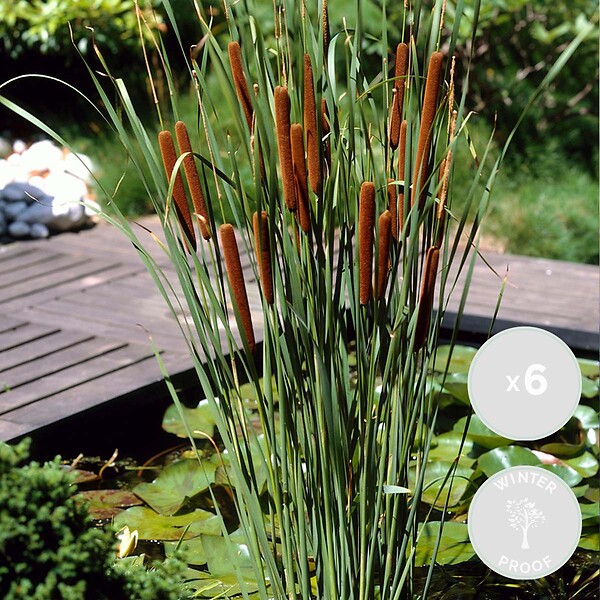 BLOOMIQUE - Lot de 6 - Typha Latifolia - Grand Massette - Cigare des marais - H. 15-25 cm - P. 9 cm - large