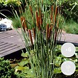 BLOOMIQUE - Lot de 6 - Typha Latifolia - Grand Massette - Cigare des marais - H. 15-25 cm - P. 9 cm - vignette