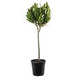 BLOOMIQUE - Laurus Nobilis - Laurier-sauce sur tige - Laurier-sauce - H. 80-100 cm - P. 21 cm - vignette