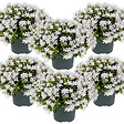 BLOOMIQUE - Lot de 6 - Campanula Ambella White - Campanule - Couvre-sol - H. 10-20 cm - P. 10,5 cm - vignette