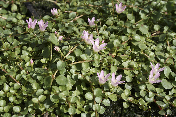 BLOOMIQUE - Lot de 2 - Anagallis Tenella - Mouron délicat - Plantes de bassin - H. 10-20 cm - P. 11 cm - large
