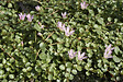 BLOOMIQUE - Lot de 2 - Anagallis Tenella - Mouron délicat - Plantes de bassin - H. 10-20 cm - P. 11 cm - vignette