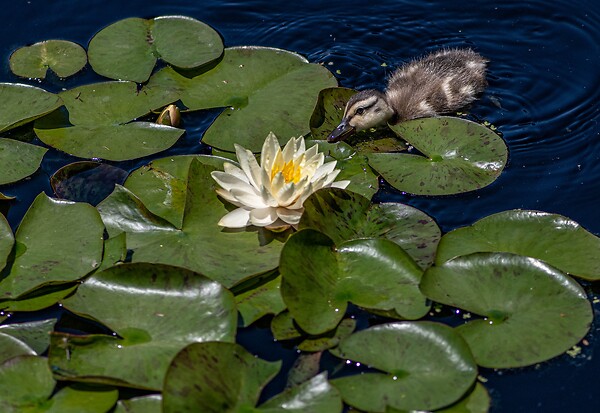 BLOOMIQUE - Nymphaea Marliacea Chromat - Nénuphar - Jaune - Plantes de bassin - H. 10-20 cm - P. 11 cm - large