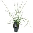 BLOOMIQUE - Juncus Spiralis - Jonc spiralé - Plantes de bassin - Plantes aquatiques - H. 20-30 cm - P. 9 cm - vignette