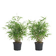 BLOOMIQUE - Lot de 2 - Fargesia Rufa - Bambou - Non traçant - Rustique - Persistant - H. 40-60 cm - P. 17 cm - vignette