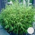 BLOOMIQUE - Lot de 2 - Fargesia Rufa - Bambou - Non traçant - Rustique - Persistant - H. 40-60 cm - P. 17 cm - vignette