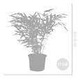 BLOOMIQUE - Lot de 2 - Fargesia Rufa - Bambou - Non traçant - Rustique - Persistant - H. 40-60 cm - P. 17 cm - vignette