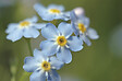BLOOMIQUE - Lot de 3 - Myosotis Palustris - Myosotis des marais - Plantes de bassin - H. 10-20 cm - P. 9 cm - vignette