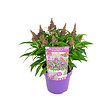 BLOOMIQUE - Buddleja Butterfly Little Purple - Arbre aux papillons - Plantes de jardin - H. 30-40 cm - P. 19 cm - vignette