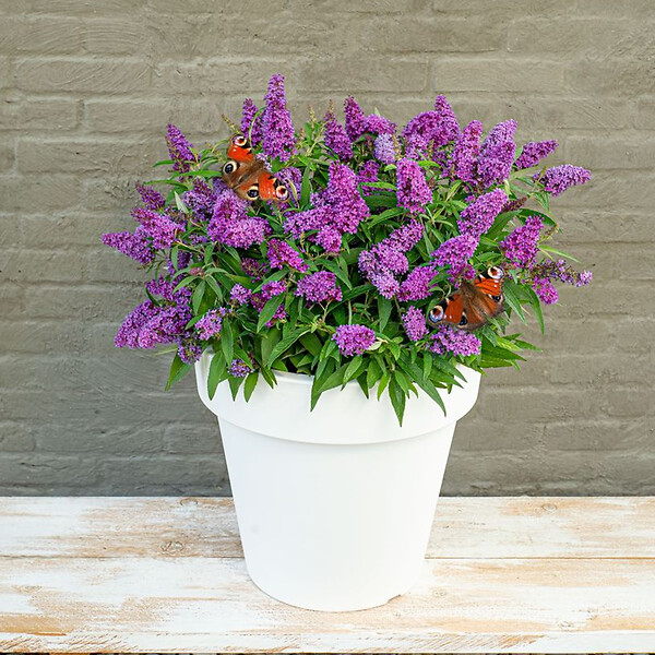 BLOOMIQUE - Buddleja Butterfly Little Purple - Arbre aux papillons - Plantes de jardin - H. 30-40 cm - P. 19 cm - large