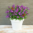 BLOOMIQUE - Buddleja Butterfly Little Purple - Arbre aux papillons - Plantes de jardin - H. 30-40 cm - P. 19 cm - vignette