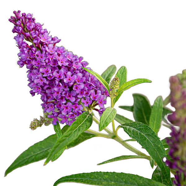 BLOOMIQUE - Buddleja Butterfly Little Purple - Arbre aux papillons - Plantes de jardin - H. 30-40 cm - P. 19 cm - large