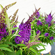 BLOOMIQUE - Buddleja Butterfly Little Purple - Arbre aux papillons - Plantes de jardin - H. 30-40 cm - P. 19 cm - vignette