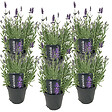 BLOOMIQUE - Lot de 6 - Lavandula Angustifolia - Plante de lavande - Plantes de jardin - H. 20-25 cm - P. 12 cm - vignette