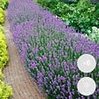 BLOOMIQUE - Lot de 6 - Lavandula Angustifolia - Plante de lavande - Plantes de jardin - H. 20-25 cm - P. 12 cm - vignette