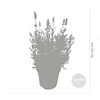 BLOOMIQUE - Lot de 6 - Lavandula Angustifolia - Plante de lavande - Plantes de jardin - H. 20-25 cm - P. 12 cm - vignette
