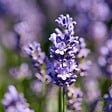 BLOOMIQUE - Lot de 6 - Lavandula Angustifolia - Plante de lavande - Plantes de jardin - H. 20-25 cm - P. 12 cm - vignette