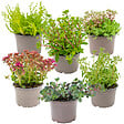 BLOOMIQUE - Lot de 6 - Mélange de plantes de rocaille - Plantes de jardin - H. 15-25 cm - P. 14 cm - vignette