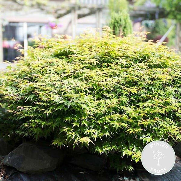 BLOOMIQUE - Acer Palmatum Little Princess - Érable du Japon - Plantes de jardin - H. 50-70 cm - P. 19 cm - large