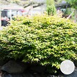 BLOOMIQUE - Acer Palmatum Little Princess - Érable du Japon - Plantes de jardin - H. 50-70 cm - P. 19 cm - vignette