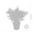 BLOOMIQUE - Acer Palmatum Little Princess - Érable du Japon - Plantes de jardin - H. 50-70 cm - P. 19 cm - vignette