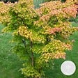 BLOOMIQUE - Acer palmatum 'Orange Dream' - Érable du Japon - Feuillage orange - H. 20-30 cm - P. 10,5 cm - vignette