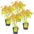 BLOOMIQUE - Lot de 4 - Acer palmatum 'Orange Dream' - Érable du Japon - H. 25-40 cm - P. 10,5 cm - vignette