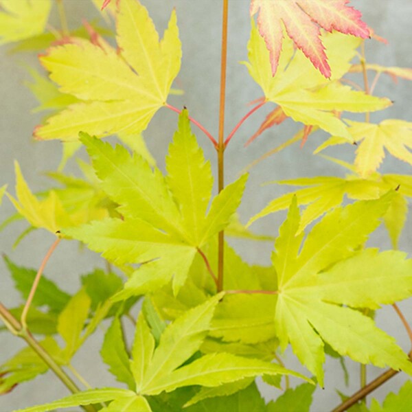 BLOOMIQUE - Lot de 4 - Acer palmatum 'Orange Dream' - Érable du Japon - H. 25-40 cm - P. 10,5 cm - large