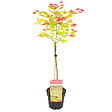 BLOOMIQUE - Acer Shirasawanum 'Moonrise' - Érable du Japon sur tige - Arbre - H. 80-100 cm - P. 19 cm - vignette