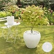BLOOMIQUE - Acer Shirasawanum 'Moonrise' - Érable du Japon sur tige - Arbre - H. 80-100 cm - P. 19 cm - vignette