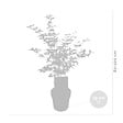 BLOOMIQUE - Acer Shirasawanum 'Moonrise' - Érable du Japon sur tige - Arbre - H. 80-100 cm - P. 19 cm - vignette