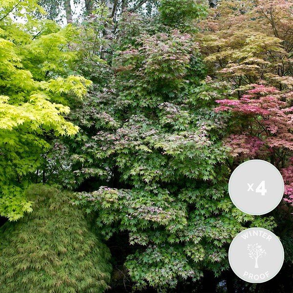 BLOOMIQUE - Lot de 4 - Acer palmatum - H. 25-40 cm - P. 10,5 cm - large