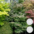 BLOOMIQUE - Lot de 4 - Acer palmatum - H. 25-40 cm - P. 10,5 cm - vignette