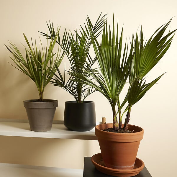BLOOMIQUE - Lot de 3 - Mélange de palmiers rustiques - H. 40-50 cm - P. 14 cm - large