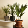 BLOOMIQUE - Lot de 3 - Mélange de palmiers rustiques - H. 40-50 cm - P. 14 cm - vignette