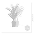 BLOOMIQUE - Lot de 3 - Mélange de palmiers rustiques - H. 40-50 cm - P. 14 cm - vignette