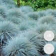 BLOOMIQUE - Lot de 6 - Festuca Glauca Compacta Blue - Fétuque Bleue - H. 20-30 cm - P. 10,5 cm - vignette
