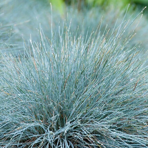 BLOOMIQUE - Lot de 6 - Festuca Glauca Compacta Blue - Fétuque Bleue - H. 20-30 cm - P. 10,5 cm - large