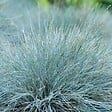 BLOOMIQUE - Lot de 6 - Festuca Glauca Compacta Blue - Fétuque Bleue - H. 20-30 cm - P. 10,5 cm - vignette