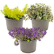 BLOOMIQUE - Lot de 3 - Sedum - Orpin - Plantes de jardin - Résistante au gel - H. 10-15 cm - P. 14 cm - vignette