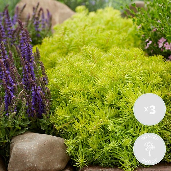 BLOOMIQUE - Lot de 3 - Sedum - Orpin - Plantes de jardin - Résistante au gel - H. 10-15 cm - P. 14 cm - large