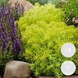 BLOOMIQUE - Lot de 3 - Sedum - Orpin - Plantes de jardin - Résistante au gel - H. 10-15 cm - P. 14 cm - vignette