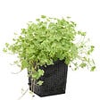 BLOOMIQUE - Hydrocotyle Variegata - Hydrocotyle panachée - Plantes de bassin - H. 10-20 cm - P. 11 cm - vignette