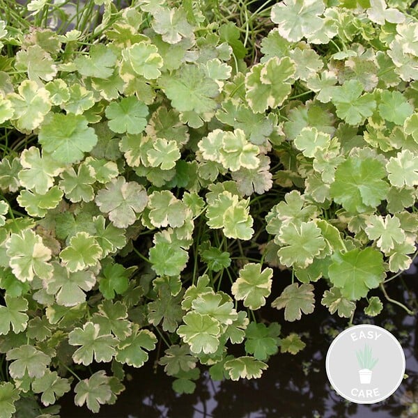 BLOOMIQUE - Hydrocotyle Variegata - Hydrocotyle panachée - Plantes de bassin - H. 10-20 cm - P. 11 cm - large