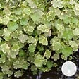 BLOOMIQUE - Hydrocotyle Variegata - Hydrocotyle panachée - Plantes de bassin - H. 10-20 cm - P. 11 cm - vignette